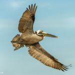 3369 Breeding Brown Pelican (Pelicanus Occidentalis), Florida