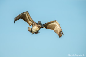 3370 Juvenile Brown Pelican (Pelicanus occidentalis), Florida