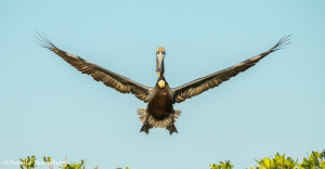 3371 Breeding Brown Pelican (Pelicanus occidentalis), Florida