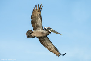 3372 Breeding Brown Pelican (Pelicanus occidentalis), Florida