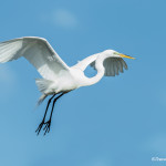 3372 Breeding Great Egret (Ardea alba), Florida