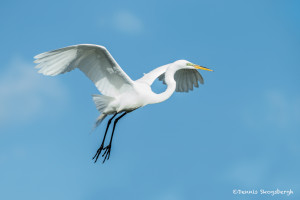 3372 Breeding Great Egret (Ardea alba), Florida