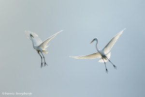 3373 Courtship Display, Great Egrets (Ardea alba), Florida