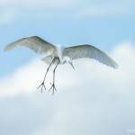 3374 Breeding Great Egret (Ardea alba), Florida