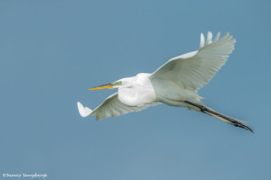 3376 Breeding Great Egret (Ardea alba), Florida