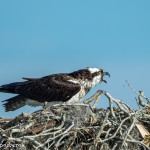 3377 Osprey (Pandion haliaetus), Florida