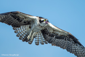 3379 Osprey (Pandion haliaetus), Florida