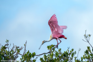 3381 Roseate Spoonbill (Platela ajaja), Florida