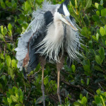 3386 Great Blue Heron (Ardea herodius), Florida
