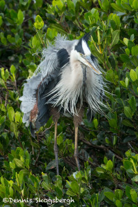 3386 Great Blue Heron (Ardea herodius), Florida