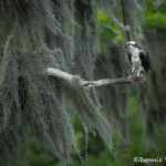 3389 Osprey (Pandion haliaetus), Florida
