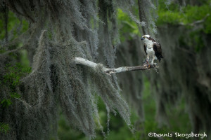 3389 Osprey (Pandion haliaetus), Florida