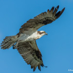 3390 Osprey (Pandion haliaetus), Florida