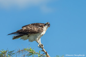 3392 Osprey (Pandion haliaetus), Florida