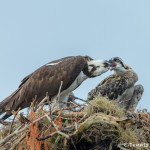 3395 Osprey (Pandion haliaetus), Florida