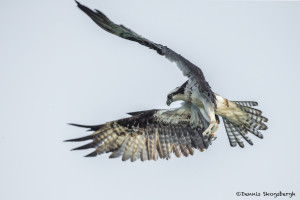 3397 Osprey (Pandion haliaetus), Florida
