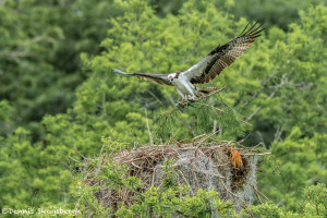 3398 Osprey (Pandion haliaetus), Florida