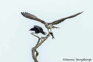 3399 Osprey (Pandion haliaetus), Florida