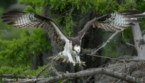 3400 Osprey (Pandion haliaetus), Florida