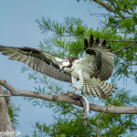 3402 Osprey (Pandion haliaetus), Florida
