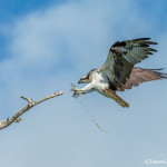3403 Osprey (Pandion haliaetus), Florida