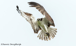 3404 Osprey (Pandion haliaetus), Florida