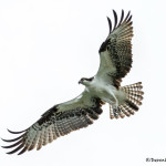 3406 Osprey (Pandion haliaetus), Florida