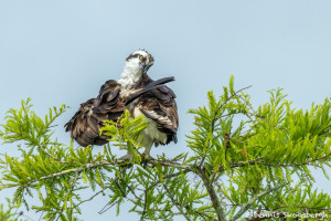3407 Osprey (Pandion haliaetus), Florida