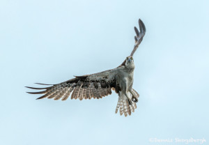 3408 Osprey (Pandion haliaetus), Florida