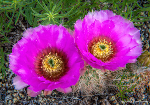3410 Cactus Flowers, Wichita Mountains NWR, Lawton, OK