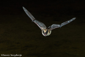 3412 Myotis Bat, Southern Arizona