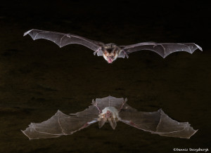 3414 Pallid Bat, Southern Arizona