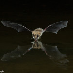 3416 Myotis Bat, Southern Arizona