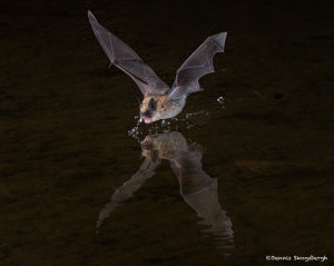 3418 Myotis Bat, Southern Arizona