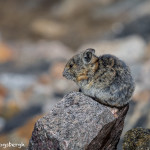 3453 American Pika (Ochotona princeps), RMNP, Colorado