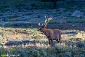 3455 North American Elk (Cervus canadensis), RMNP, Colorado