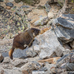 3457 Yellow-bellied Marmot (Marmota flaviventris), RMNP, Colorado