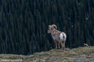 3458 Bighorn Sheep (Ovis canadensis), RMNP, Colorado