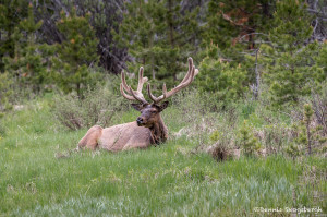 3459 North American Elk (Cervus canadensis), RMNP, Colorado