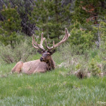 3459 North American Elk (Cervus canadensis), RMNP, Colorado