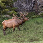 3460 North American Elk (Cervus canadensis), RMNP, Colorado