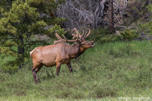 3460 North American Elk (Cervus canadensis), RMNP, Colorado
