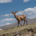 3461 North American Elk (Cervus canadensis), RMNP, Colorado