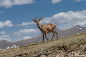 3461 North American Elk (Cervus canadensis), RMNP, Colorado