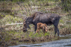 3463 Cow Moose and Calf, RMNP, Colorado