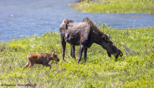 3465 Cow Moose with Calf, RMNP, Colorado