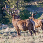 3466 North American Elk Cervus canadensis), RMNP, Colorado