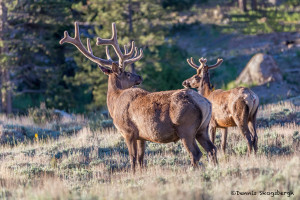 3466 North American Elk Cervus canadensis), RMNP, Colorado