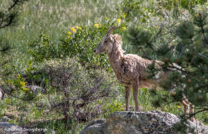 3467 Bighorn Ewe (Ovis canadensis), RMNP, Colorado
