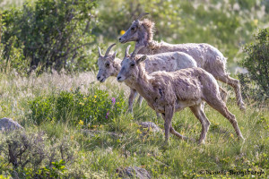 3468 Bighorn Ewes (Ovis canadensis), RMNP, Colorado